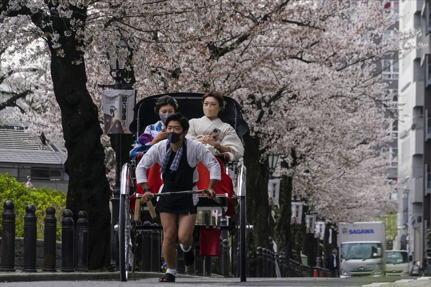 Climate Crisis Is Putting Japan'S Cherry Blossoms First 9 Japan Cherry Blossom Photo Gallery